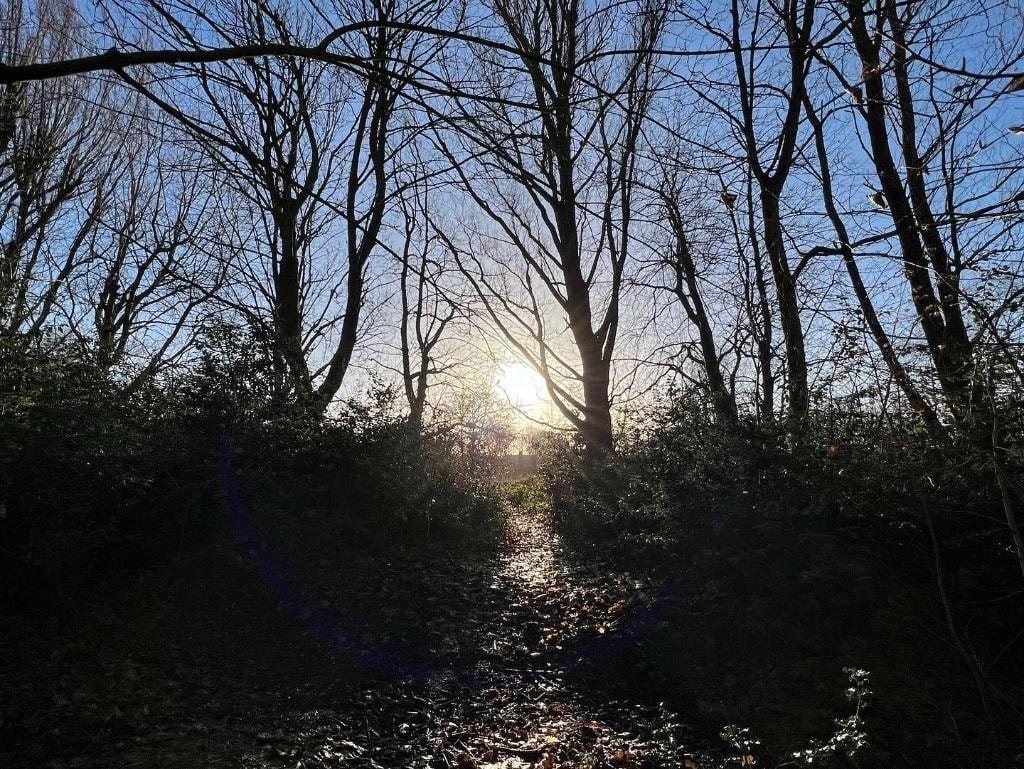 Sunlight shines through bare trees on a forest path — the Nico Ditch in Ryebank Fields