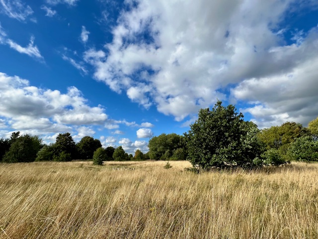 Ryebank Fields — golden meadow grass with trees and blue sky