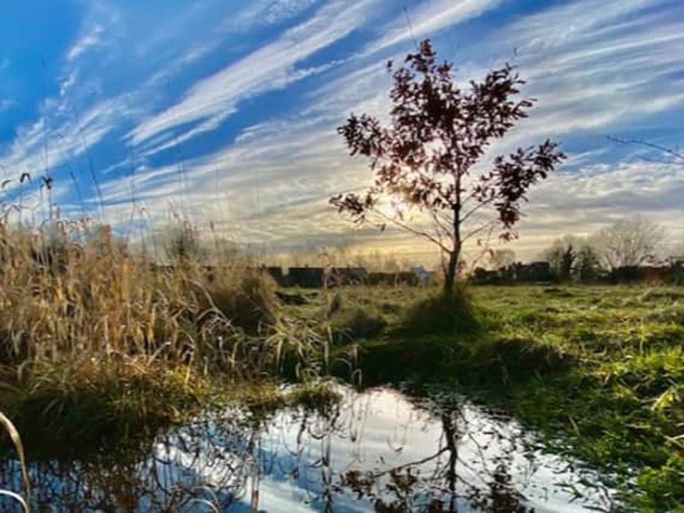 Ryebank Fields — a rewilded community woodland and meadow in Manchester